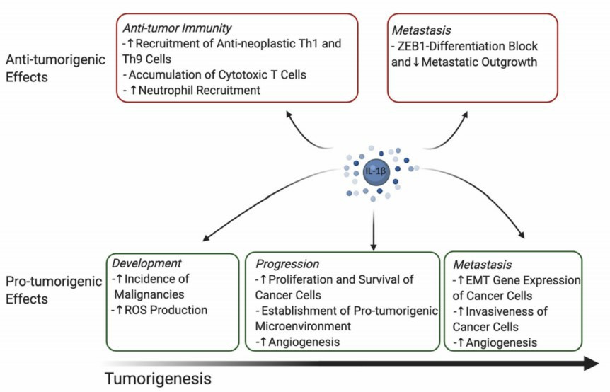 Fig.1 A comprehensive overview of the pro- and antineoplastic functions of IL-1β.